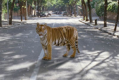  Tiger in sneg  