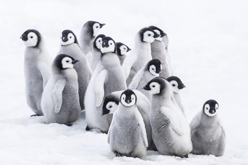  Popotovanje cesarskega pingvina 2  Klic  